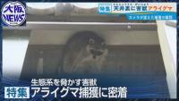 Raccoon Damage Surges Across Japan
