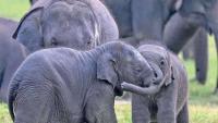 Sri Lanka’s elephant problem is really a fence-placement issue