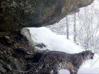 Habitat loss, weak enforcement fuel rise in leopard killings