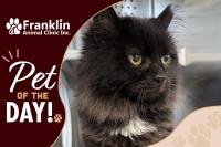 Franklin Animal Clinic Adoptable Pet of the Day: Stormy