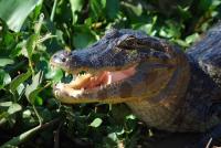 Woman hospitalized after alligator bite in Marion County