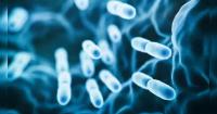 Adjusting gut bacteria may help with peanut allergies