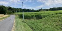 French farmers turn to exotic crops amid climate change