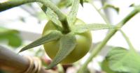 Gardeners encouraged to enter club's late summer show