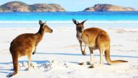 2 strong Australian stocks to buy now with $9,000