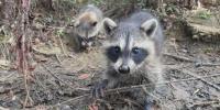 Raccoon Boot Camp: Woodside Wildlife Rescue teaches orphaned kits to survive in the wild