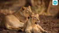 How India brought the lion back from the brink: In Union minister Bhupender Yadav's words