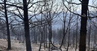 Containment reaches 50% for the Woodrat Mountain Fire