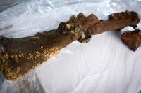 Swedish warships lost in 1714 continue to reveal their secrets