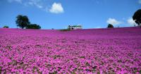 20,000 'Pink Sigh' petunias leave visitors in awe at Mother Farm near Tokyo