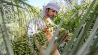 UAE could be home to hundreds of rare, undocumented date varieties, says researcher