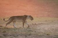 World Lion Day: The communities living with lions