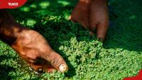 How to start azolla farming in Kenya for low-cost livestock and poultry feed