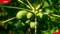 Is pawpaw farming profitable in Kenya? Costs, yields, and potential returns