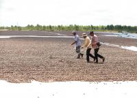 Cambodia Loses $125 Million in Potential Cashew Revenue Without Local Processing