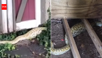 8-foot Burmese python found under a New Jersey family’s shed with a swollen belly, X-ray reveals its shocking last meal