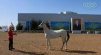 Mohamed Al Harbi: “The Turkmen Horse Breeding School is Exemplary”