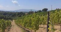 Persistent heat, drought threaten grape yield in Italy