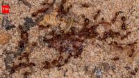 Australia's Tiwi rangers spent two decades fighting invasive fire ants; the island is now declared free of them