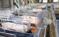 Extreme heat drives livestock insurance claims past 2,000 cases