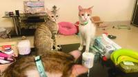 Qatar animal rescuers urge stronger focus on sterilisation, adoption