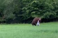 Wild video shows huge bison knock tourist to ground — and refuse to let him stand up