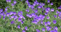 Gardeners advised to cut these 6 plants back in August for extra boost of flowers