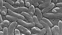 Health officials urge caution for Gulf Coast beachgoers during surge of deadly bacteriaial