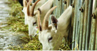 Albanian milk output rises as large farms expand