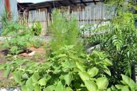 Selangor govt to local councils: Don’t let land go idle, put it to use for urban farming
