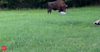 Watch: Bison knocks tourist to the ground and stands over him in Poland after he gets ‘too close’; video goes viral