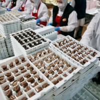 Türkiye’s chocolate exports top $500 million in first half of 2026