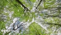 Forest funding boost as two million trees planted