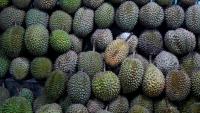 Cambodian Durian Exports to China Surge via New Laos Rail Corridor
