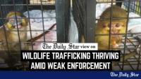 Go after wildlife trafficking ringleaders