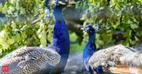 India donates five peacocks to UN Geneva, reviving decades-old tradition