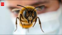 Scientists trained honeybees to recognise human faces using feature patterns