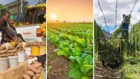 Squeeze or survival? SA farmers ditch retailers for local direct trade
