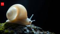 Scientists discovered China’s first freshwater cave snail in a dark mountain cave, but only three living adults have been found