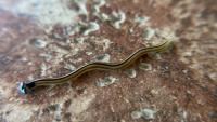 Tennessee officials warn toxic hammerhead worms are spreading, and cutting them can make it worse
