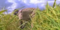 Farmer Abandons Benue Farm Over N500,000 Ransom