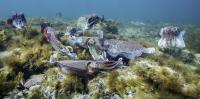 Australia is home to the only mass cuttlefish gathering in the world. This year these giants didn’t return