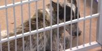Hoarding, heat and surrenders push Arizona Humane Society shelters to the limit