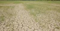 El Nino threatens Thailand's rice harvests, food security