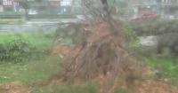 Violent winds uproot trees, disrupt traffic as Typhoon Dolphin hits Zhejiang