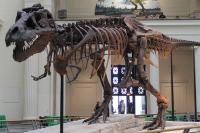 $50M T. Rex Sale Fuels Global Fossil Black Market: Scientists Warn Priceless History Is Vanishing