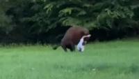 Wild moment rampaging bison knocks down tourist as beast refuses to let terrified holidaymaker stand back up