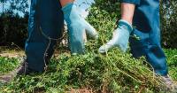 Gardening expert reveals how to kill weeds in your garden without using chemicals