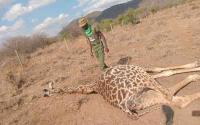 Alarm over poaching as three giraffes killed daily in N. Kenya