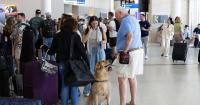 Meet Tank: The golden retriever helping travelers de-stress at Charleston airport